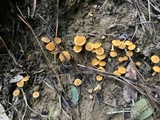 Cantharellus tabernensis image