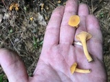 Cantharellus tabernensis image