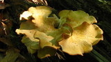 Polyporus leptocephalus image