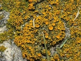 Xanthoria weberi image