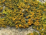 Xanthoria weberi image
