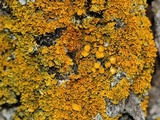 Xanthoria weberi image