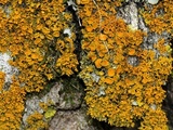 Xanthoria weberi image