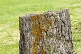 Xanthoria weberi image