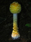 Amanita amerimuscaria image