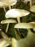 Lentinula boryana image