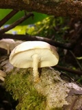 Lentinula boryana image