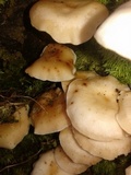 Lentinula boryana image
