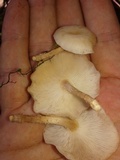 Lentinula boryana image