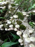 Lentinula boryana image