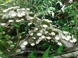 Lentinula boryana image