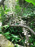 Lentinula boryana image