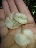 Lentinula boryana image