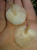 Lentinula boryana image