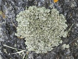 Physciella chloantha image