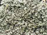 Physciella chloantha image