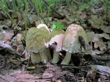 Coprinopsis variegata image