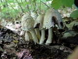 Coprinopsis variegata image