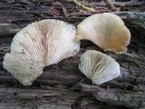 Crepidotus mollis image