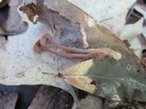 Gymnopus subnudus image