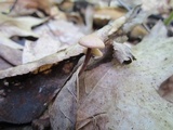Gymnopus subnudus image