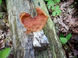 Gyromitra brunnea image