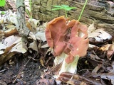 Gyromitra brunnea image