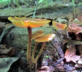 Xeromphalina tenuipes image