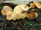 Xeromphalina tenuipes image