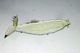 Hesperomyces virescens image