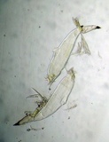 Hesperomyces virescens image