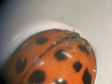 Hesperomyces virescens image