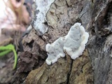 Kretzschmaria deusta image