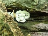 Kretzschmaria deusta image