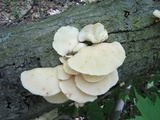 Pleurotus pulmonarius image