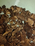 Psathyrella cacao image