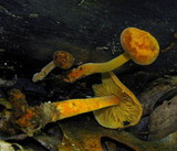 Xeromphalina tenuipes image