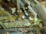 Ceratiomyxa fruticulosa var. fruticulosa image