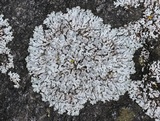 Physcia caesia image