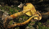 Xeromphalina tenuipes image