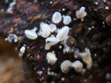 Lachnellula cervina image