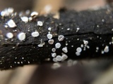 Lachnellula cervina image