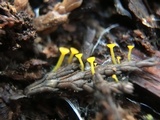 Chloroscypha alutipes image