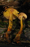 Xeromphalina tenuipes image