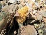 Morchella americana image