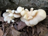 Pleurotus pulmonarius image