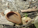 Peziza phyllogena image