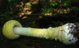 Amanita amerimuscaria image