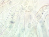 Peziza repanda image