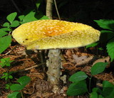 Amanita amerimuscaria image